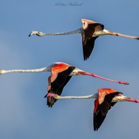 Phoenicopterus roseus Pallas, 1811